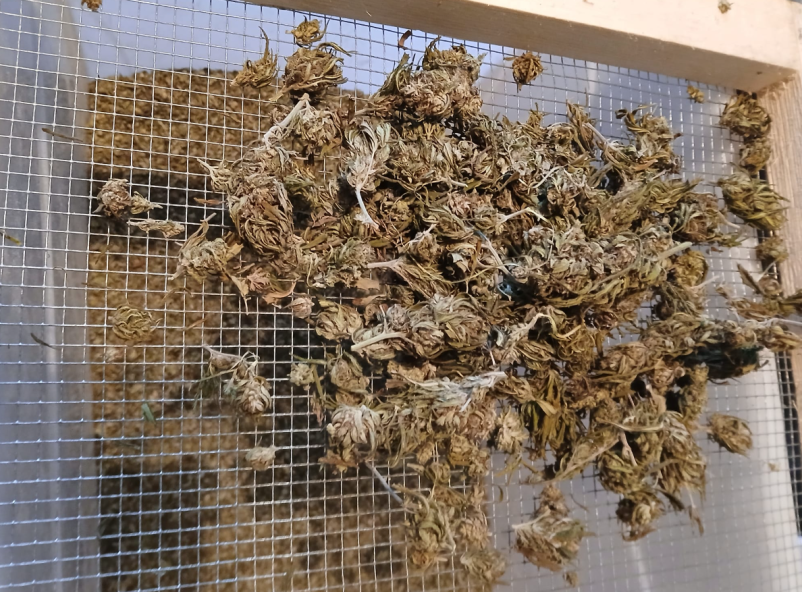 Konopljin klub Ljubljana