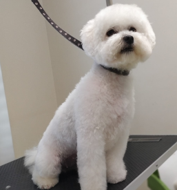 Striženje psa Dolenjska