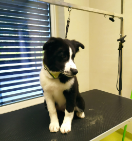 Salon za pse Dolenjska