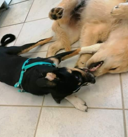 Pri nas se živali dobro počutijo