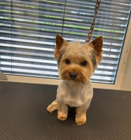 Kopanje psa Dolenjska