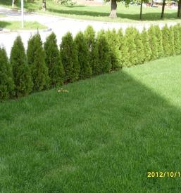 rastline za živo mejo Slovenija