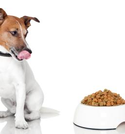 Hrana za psa Gornja Radgona