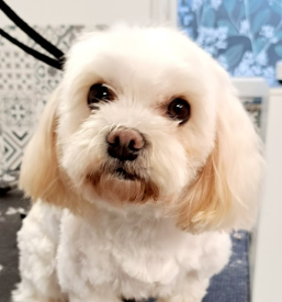 Salon za pse Hajdina