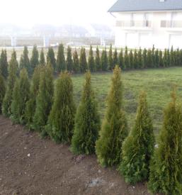 Razmnoževanje rastlin za živo mejo Slovenija