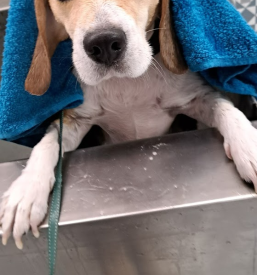 Dober pasji salon Hajdina