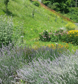 Naši zeliščni vrtovi