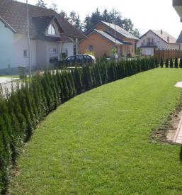 prodaja rastlin za živo mejo Slovenija