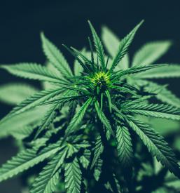 Prodaja gnojil Slovenija