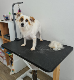 Veseli repki salon Maribor
