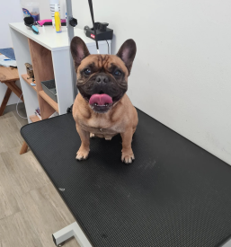 Veseli repki pasji salon
