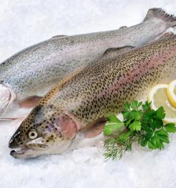 Dostava sestavin gostilnam Obala