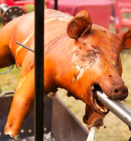 Ugodna prodaja odojkov Maribor