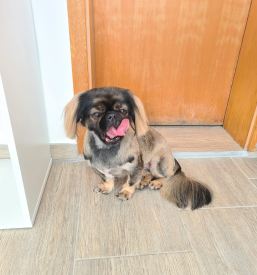 Veseli repki salon za nego psov