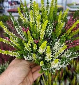 Vzgoja zelenjavnih sadik Ljubljana