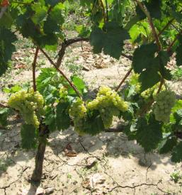 Sadnice za vino Europa