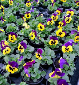 Vzgoja sadik Ljubljana