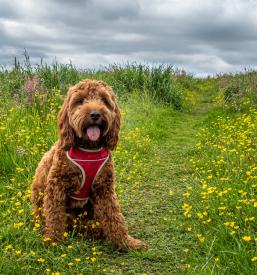 Prevzgoja nasilnega psa