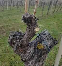 Bela, rdeča, peneča in mirna vina