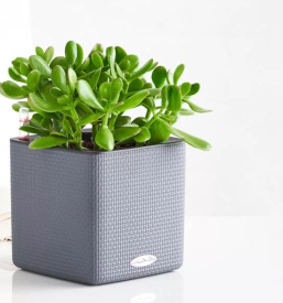 drevo denarja Slovenija