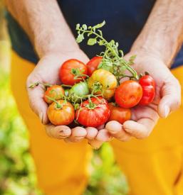 kvalitetni Kmetijski pridelki Dolenjska