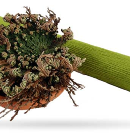 Jerihonska roža Slovenija