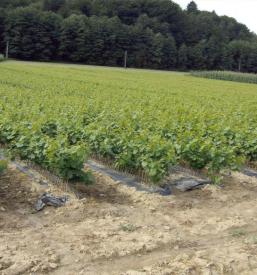 Sadnice za vino po Europi