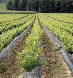 Lozni cijepovi Europa