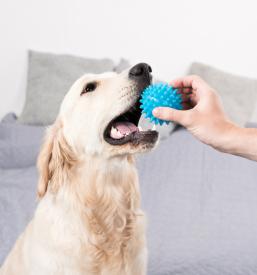 Prevzgoja psov Ljubljana, Osrednja Slovenija