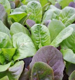 Zelenjavne sadike Ljubljana