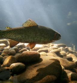 Vzreja domorodnih rib Podravska