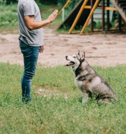 pozorno spremljanje ukazov