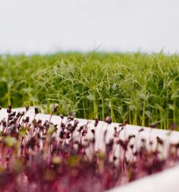 Kakovostne sadike Sežana