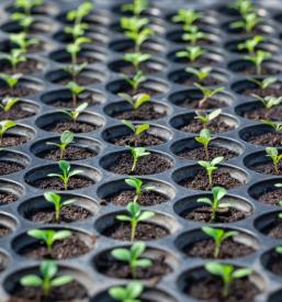 Nakup zelenjavnih sadik Sežana