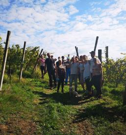 Dobra vina na Podravskem