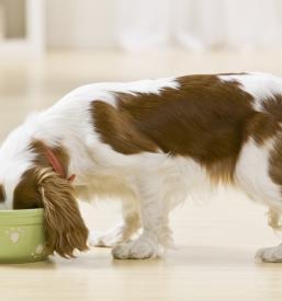 Trgovina za živali Ljubljana