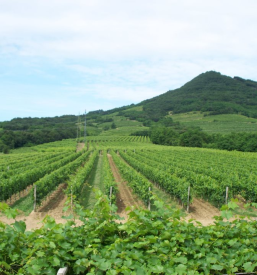 pogled na naše vinograde