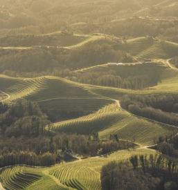 Vrhunsko vino Ptuj