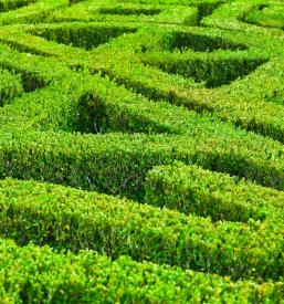 Obrezovanje žive meje Savinjska