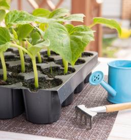 Dobre sadike zelenjave Sežana