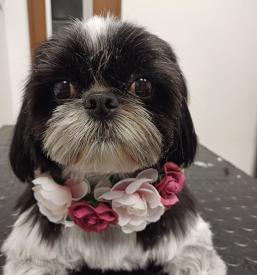 Ugodna nega psov in mačk Nova Gorica