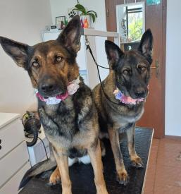 Dober salon za nego psov Nova Gorica