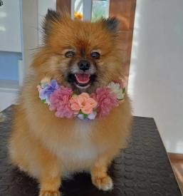 Poceni nega mačk Nova Gorica