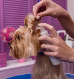 kvalitetni preparati