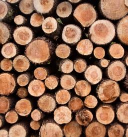 Sečnja, posek in spravilo lesa na Koroškem