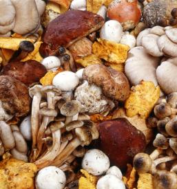 Sveže gobe Ivančna Gorica