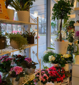 Ugodna cvetličarna Ljubljana