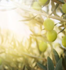 Kvalitetno oljčno olje Slovenija