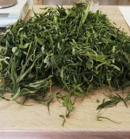 Prodaja medicinske konoplje cela Slovenija