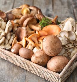 Sveže sezonske gobe Ivančna Gorica